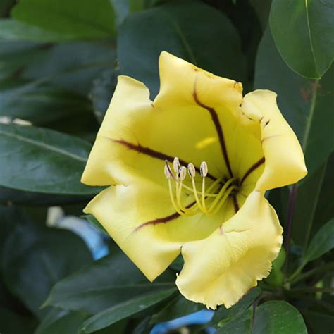 紅雀珊瑚致癌|Atlas of Poisonous Plants in Hong Kong